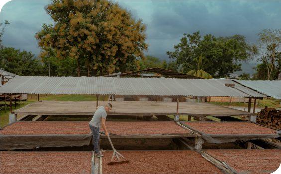 REEMPLAZAR FOTO DE TRAZABILIDAD